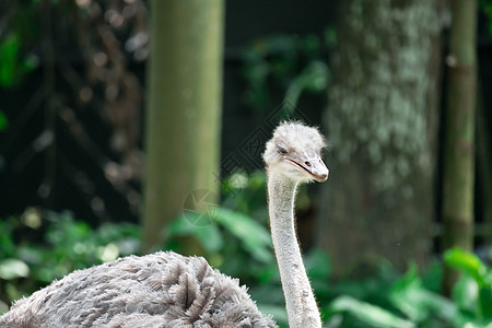 Ostrichs 头部瞄准镜头图片