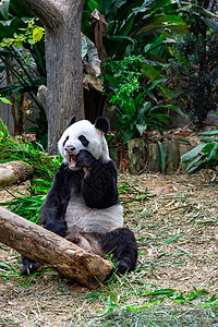 在动物园里吃竹子时 一只可爱的熊猫熊森林野生动物旅游公园黑色白色濒危食物荒野毛皮图片
