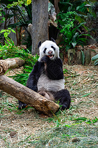 在动物园里吃竹子时 一只可爱的熊猫熊野生动物毛皮白色森林黑色食物荒野濒危公园旅游图片