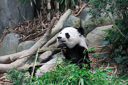 熊熊在吃竹子时紧紧地拍着旅行熊猫公园濒危大熊猫毛皮丛林叶子动物园哺乳动物图片