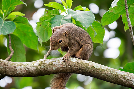 亚洲松鼠在树上寻找食物 同时寻找食物生物栖息地哺乳动物热带雨林公园手表动物园动物松鼠图片