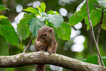 亚洲松鼠在树上寻找食物 同时寻找食物动物园热带荒野手表动物生物森林栖息地动物群尾巴图片