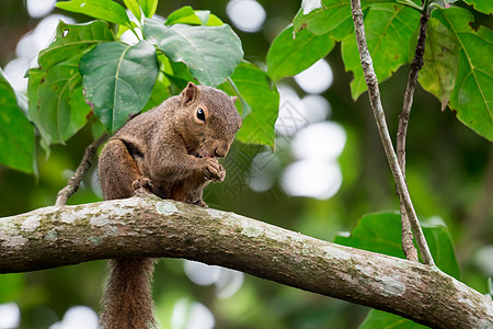 亚洲松鼠在树上寻找食物 同时寻找食物哺乳动物栗鼠动物毛皮丛林叶子森林手表松鼠热带图片