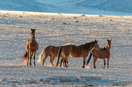 日出时行走的纳米布野马旅行鲁布黄金阳光农村濒危风景时段晴天哺乳动物图片