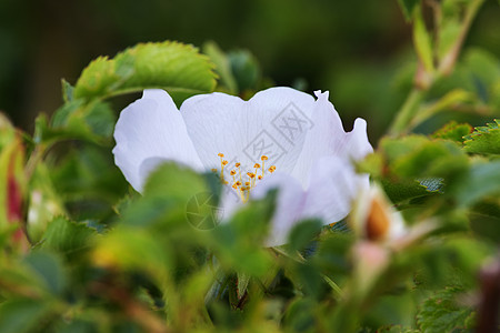 狗玫瑰玫瑰花罐菜 -在树叶上图片