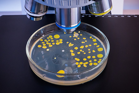 在显微镜下研究细菌实验室群落微生物学生物样本药品科学食物生长疾病图片