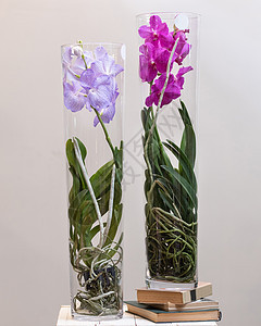 两个多彩的新加坡兰花 旺达兰花在玻璃锅里图片