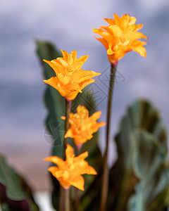 花朵特写图片