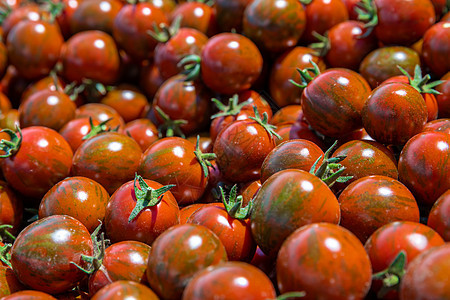 红熟西红柿背景 无化学成分种植植物植物学生产场地农业栽培收成温室花园衬套图片