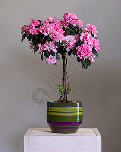 粉红阿扎列亚在彩色锅中的最高名牌生长花盆银壶叶子树叶窗户植物群植物环境粉红色图片