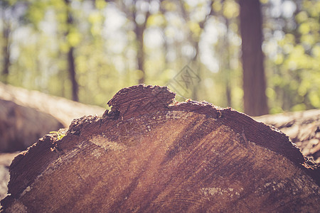 林业 林木中的树干倒塌 背景模糊垃圾日志戒指老化森林历史木头圆形环境材料图片
