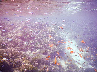 背景男性浮游海岸蓝色海洋生物几何背景视频屏幕旅行图片