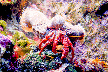 寄居蟹罢工动物甲壳螃蟹深海海上生活洋生物背景图片