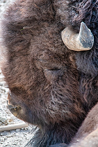 黄石公园的比森面孔近距离靠近野牛国家牛角公园野生动物黄色动物群旅游水牛哺乳动物图片