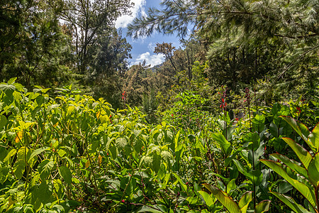 留尼汪岛景观的景象巡航旅游白色天空生长绿色气候全景蓝色森林图片