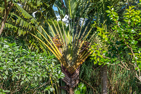 非洲印地洋毛里求斯岛非洲 印度洋热带棕榈植物地质学异国甘蔗黑色巡航植被情调图片