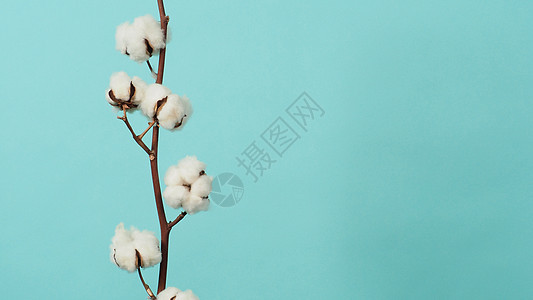 棉花枝 非常柔软和温柔的天然白棉球花朵枝柔软度桌子植物学纤维农业材料植物群植物棉布蓝色图片