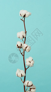 棉花枝 非常柔软和温柔的天然白棉球花朵枝柔软度棉布纤维植物群纺织品桌子农业植物学植物蓝色图片