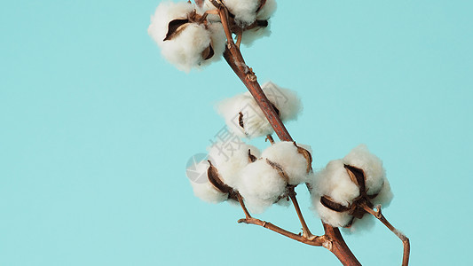棉花枝 非常柔软和温柔的天然白棉球花朵枝蓝色棉布纺织品植物学材料植物柔软度农业植物群纤维图片