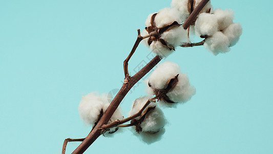 棉花枝 非常柔软和温柔的天然白棉球花朵枝植物学植物群柔软度纺织品农业纤维棉布蓝色桌子植物图片