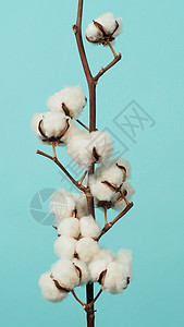 棉花枝 非常柔软和温柔的天然白棉球花朵枝纤维桌子柔软度纺织品材料蓝色农业植物植物学植物群图片