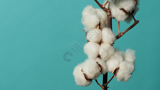 棉花枝 非常柔软和温柔的天然白棉球花朵枝柔软度植物群材料纺织品农业植物纤维植物学桌子蓝色图片