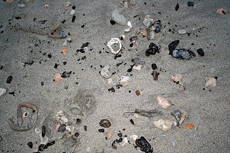 海滩上的贝壳和动物背景图片
