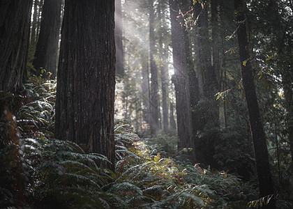 森林下红木风暴射线太阳高清图片