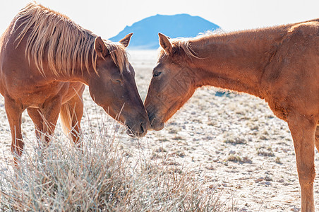 Namib的两匹野马之间的社会互动图片