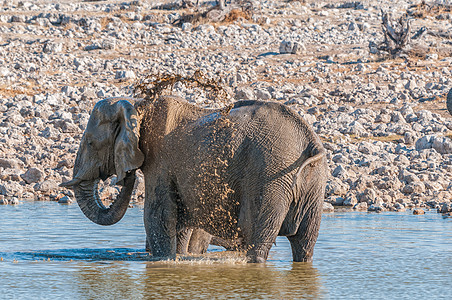 大象在水坑里洗泥澡图片