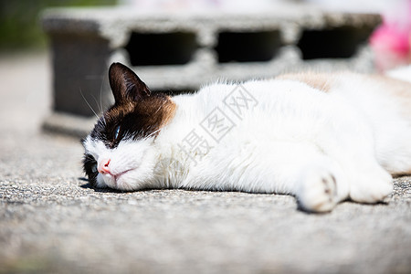 在阳台上的太阳下躺着 一只横血猫晴天场地射线小猫花朵宠物猫咪连体哺乳动物草地图片