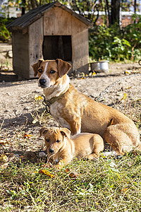 狗 母子 在家院子里 小狗在撒谎 妈妈坐在后座上动物猎犬哺乳动物成人母亲宠物童年夫妻婴儿工作室图片