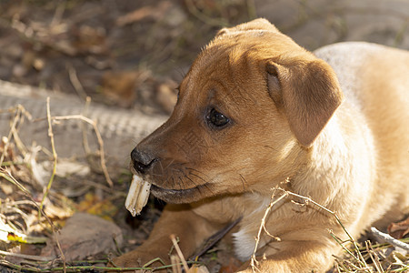 在夏日的阳光下 正面和顶部风景之下花园爪子犬类食物动物鼻子说谎乐趣牙齿合伙图片