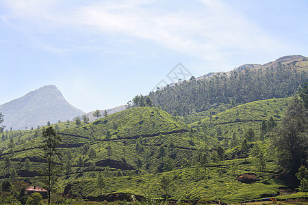 印度Munnar茶叶种植园旅行风景农业场地环境财产农村天空爬坡生长图片