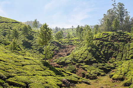 印度Munnar茶叶种植园场地高地阳台风景农村财产植物旅行场景环境图片