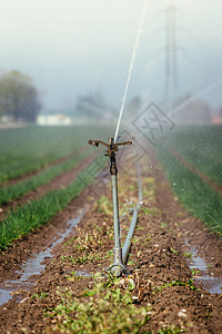 田野 农业和植物灌溉厂系统 农用和植物环境栽培农作物地面场地畜牧业食物土地种植农场图片