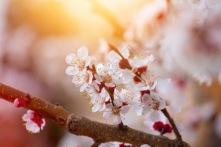 春季边框或有粉花的背景艺术 自然场景和盛开的杏树香味明信片美丽情怀化妆品娘娘腔脆弱性情绪问候投标图片