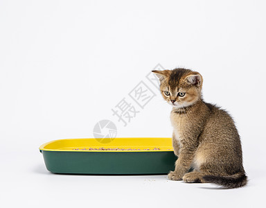 Kitten 金滴答金的英国西瓜 直直坐在一个有锯屑的塑料厕所旁边图片
