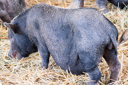 黑猪脂肪和在进食时怀孕黑色家畜公猪猪肉哺乳动物家庭猪圈农场动物鼻子图片