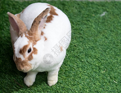 夏日绿草上的小兔子 棕色斑点的可爱白兔兔子毛皮绿色野生动物野兔哺乳动物白色宠物耳朵农场图片