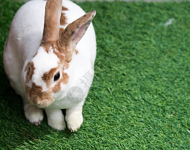 夏日绿草上的小兔子 棕色斑点的可爱白兔耳朵野兔花园婴儿毛皮哺乳动物兔子绿色宠物白色图片