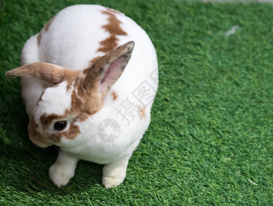 夏日绿草上的小兔子 棕色斑点的可爱白兔农场婴儿绿色耳朵野兔白色花园兔子哺乳动物毛皮图片