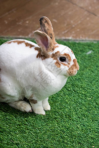 夏日绿草上的小兔子 棕色斑点的可爱白兔宠物哺乳动物草地绿色耳朵毛皮兔子野生动物白色花园图片