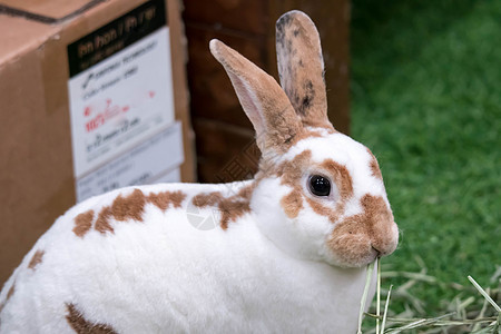 夏日绿草上的小兔子 棕色斑点的可爱白兔野兔哺乳动物绿色白色兔子草地农场耳朵婴儿宠物图片
