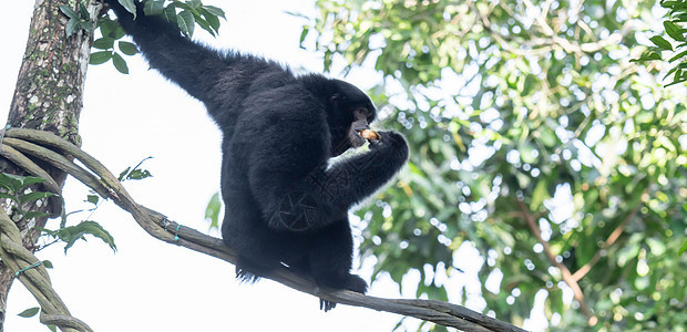 siamang 是一种树栖黑毛长臂猿 原产于印度尼西亚 马来西亚和泰国的森林 合体长臂猿是长臂猿中最大的一种 体型是其他长臂猿的图片