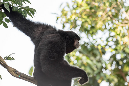 siamang 是一种树栖黑毛长臂猿 原产于印度尼西亚 马来西亚和泰国的森林 合体长臂猿是长臂猿中最大的一种 体型是其他长臂猿的图片