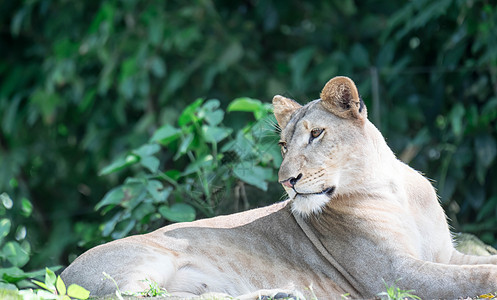 非洲女性狮子或狮子躺在草地上大猫食肉捕食者野生动物哺乳动物动物荒野国王猎人豹属图片