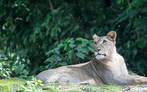 非洲女性狮子或狮子躺在草地上哺乳动物母狮国王大猫猎人捕食者食肉野生动物动物豹属图片