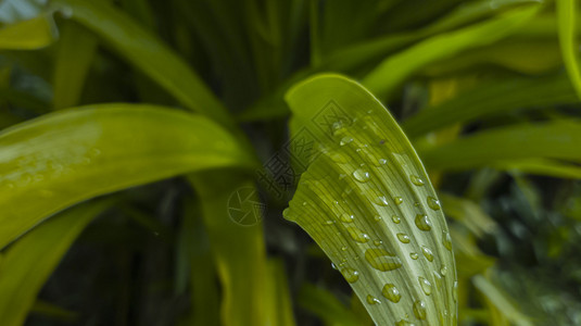 自然界的绿叶上下着潮湿的水滴 在雨后绿色颜色背景下图片