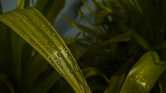 自然界的绿叶上下水 在深绿色背景下雨后潮湿时会淋湿生长植物叶子生活雨滴阳光液体反射气泡环境图片